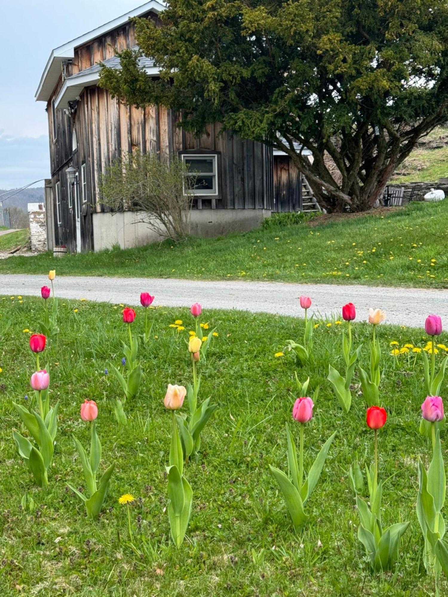 Hotel Idea Farm Callicoon Center Exterior foto